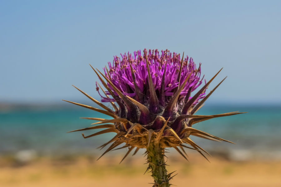 5 Flowers that Solely Grow in Cyprus