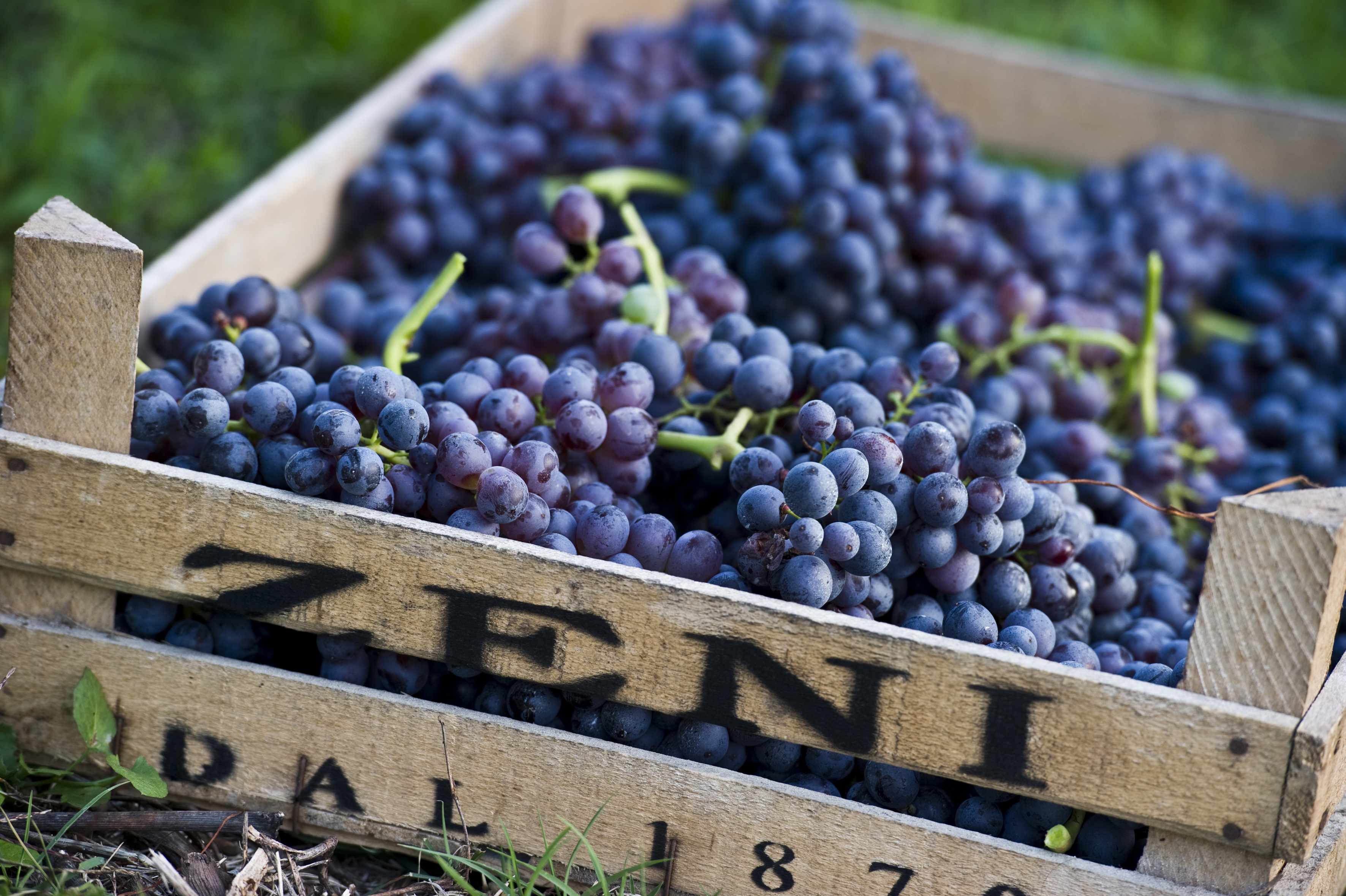 Tsangarides Winery My Cyprus Travel Imagine. Explore. Discover.