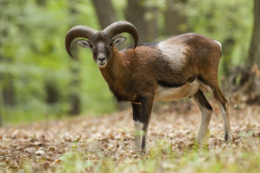 11 Unique Animal Species to Spot While Hiking