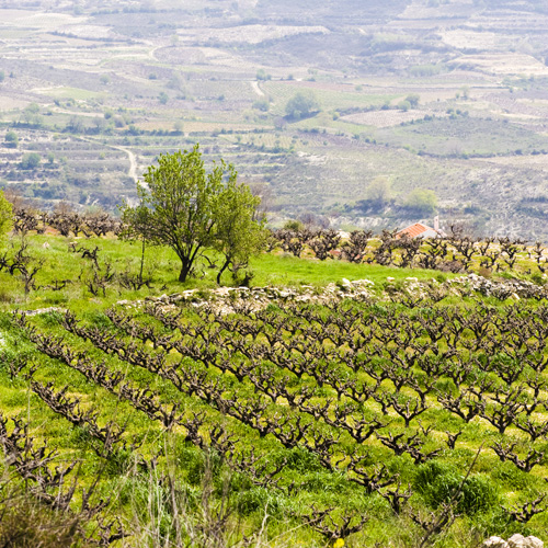 Krasochoria Route: The Master Winemakers of Cyprus