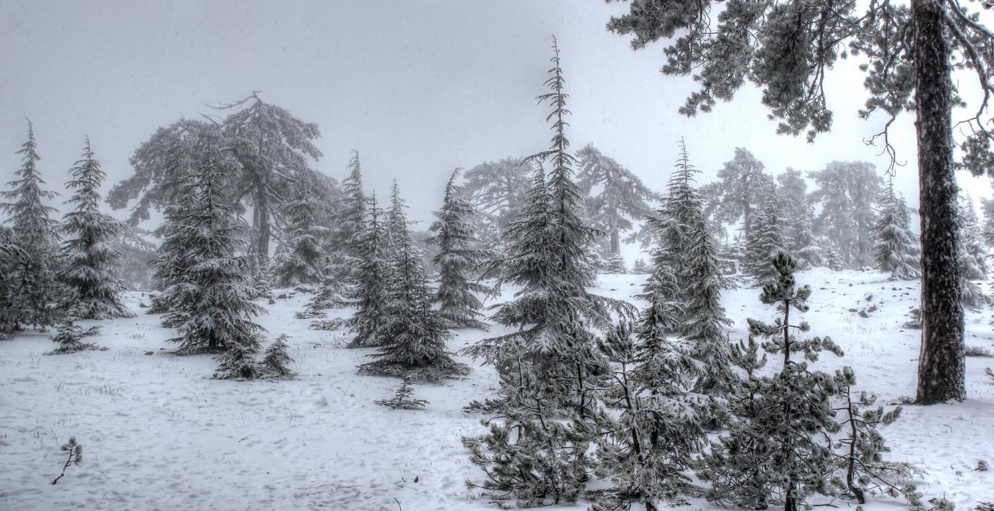 Great places to enjoy the wintery landscape in Troodos