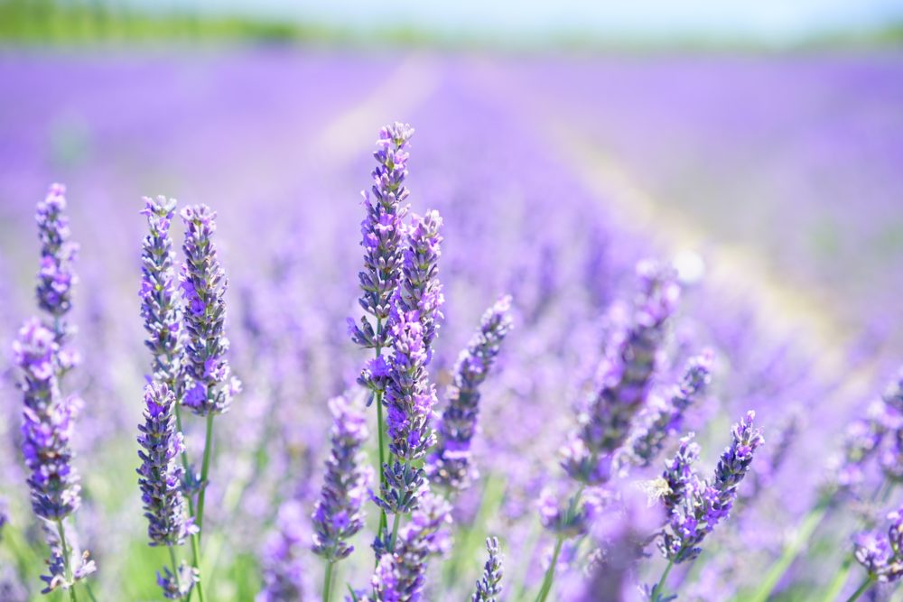Roam fields of lavender at this festival