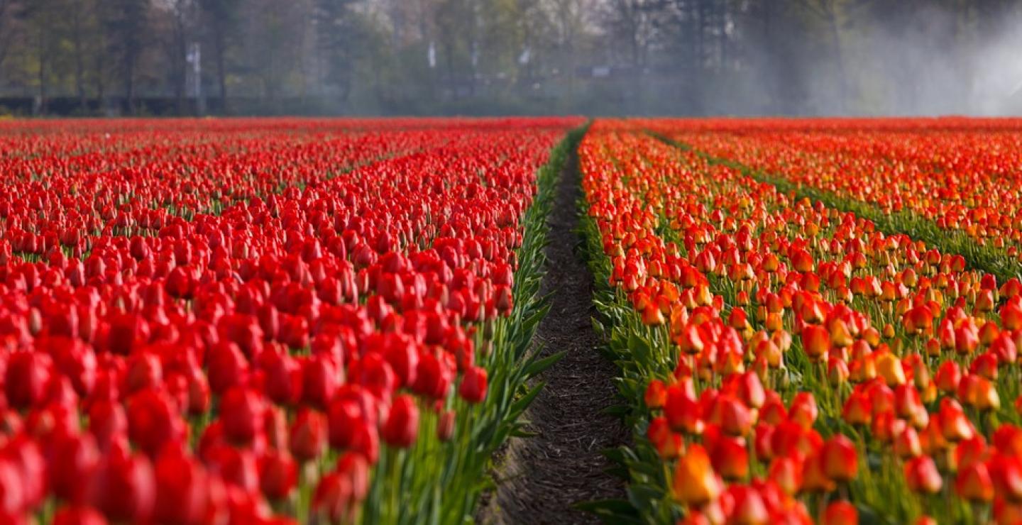 Head to the Tulip Festival this year